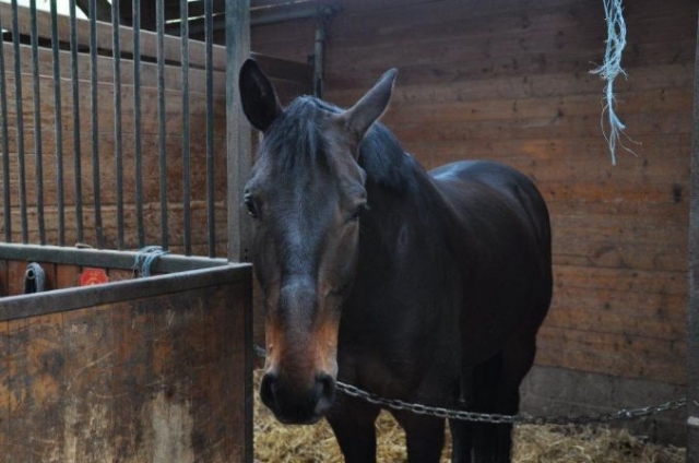 Centro ecuestre en 72 